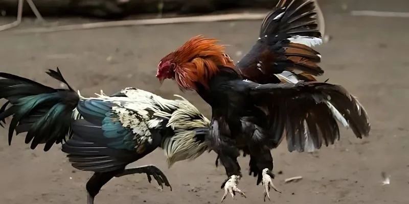 Hình thức thuận tiện nhất cho hội viên tại đá gà May88