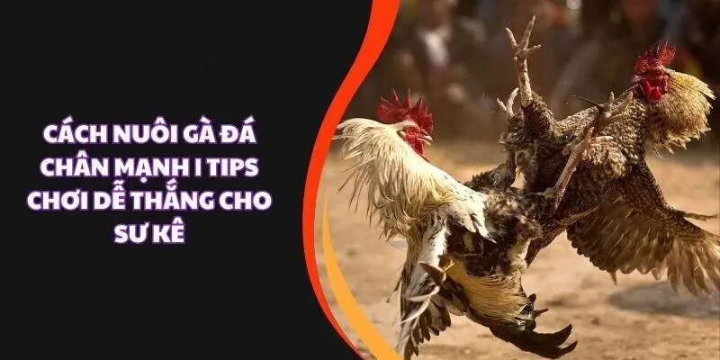 Cách Nuôi Gà Đá Chân Mạnh Lì Đòn Hiếu Chiến