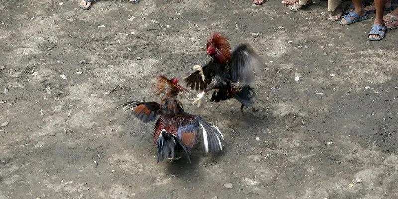 Phân tích dữ liệu đánh giá sức mạnh chiến kê