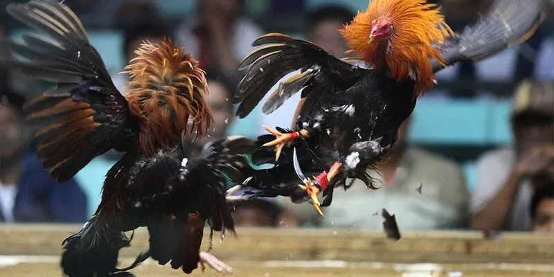 Quy Luật Của Đá Gà Thomo Mới Nhất Cần Phải Biết