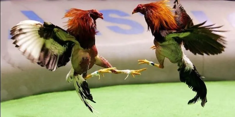 Ưu điểm mà đá gà casino mang đến