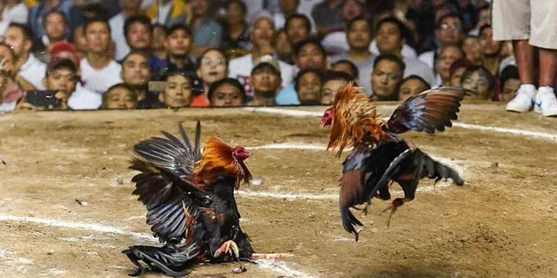 Xác định thắng thua rõ ràng trong đá gà Thomo